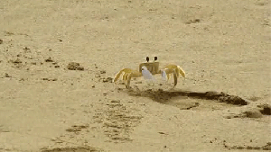crab-walk.gif